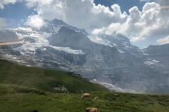 swiss-cow-photo-11