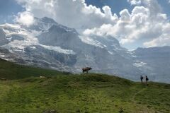 swiss-cow-photo-13