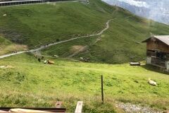 swiss-cow-photo-15