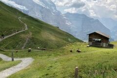 swiss-cow-photo-16