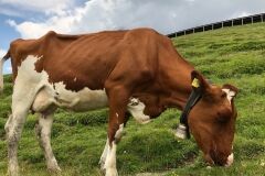 swiss-cow-photo-22