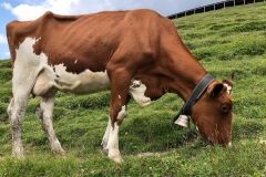 swiss-cow-photo-23