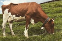 swiss-cow-photo-24