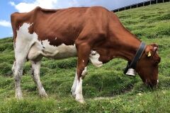 swiss-cow-photo-25