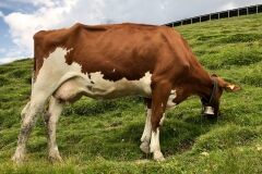 swiss-cow-photo-26