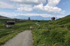 swiss-cow-photo-27