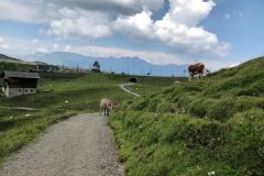 swiss-cow-photo-28