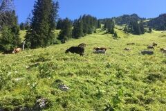 swiss-cow-photo-3