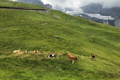 swiss-cow-photo-30