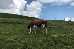 swiss-cow-photo-31