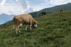 swiss-cow-photo-32