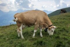 swiss-cow-photo-33