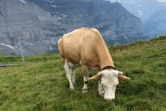 swiss-cow-photo-34