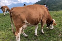 swiss-cow-photo-35