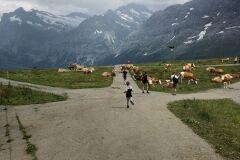 swiss-cow-photo-38