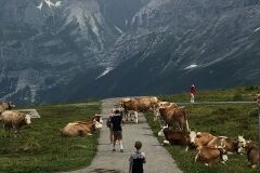 swiss-cow-photo-39