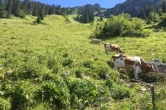 swiss-cow-photo-4