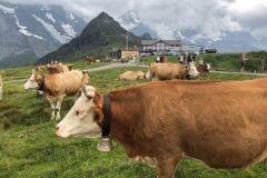 swiss-cow-photo-40