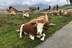 swiss-cow-photo-41