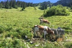 swiss-cow-photo-5