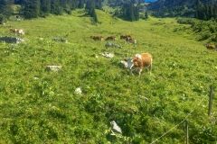 swiss-cow-photo-7