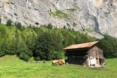 swiss-cow-photo-9